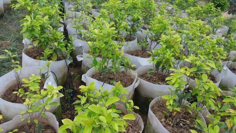 大棚溫室灌溉25PE管 大棚噴灌PE管 蔬菜噴灌設(shè)備專(zhuān)用pe管廠家示例圖15