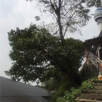 肇慶源佳錦樹脂瓦多少錢-源佳錦建材(圖)