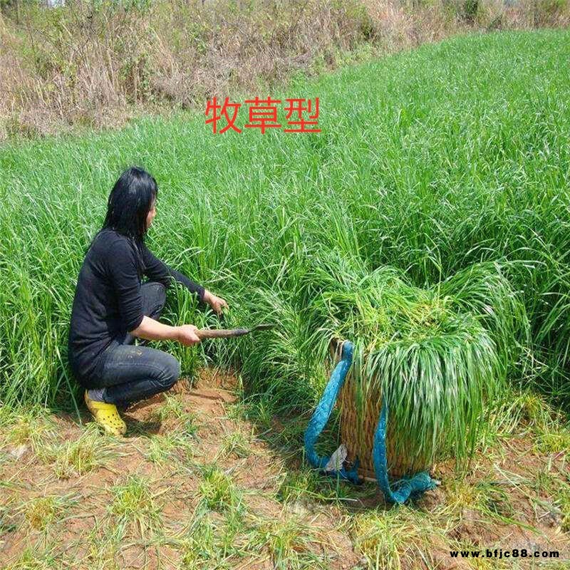 博倫冬牧70黑麥草種子批發(fā) 黑麥草種子價格 高產(chǎn)美國四倍體黑麥草種子批發(fā)