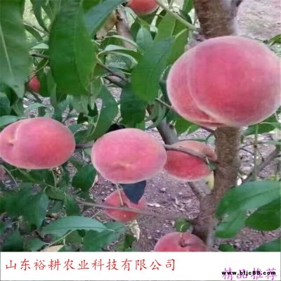 毛盤中蟠11中蟠13中蟠17桃樹苗冬桃樹苗大棚油桃苗桃樹苗批發價格yugeng/裕耕
