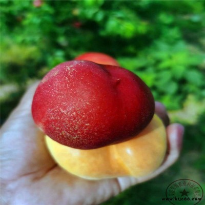 盛果源批發(fā)油桃樹苗 5公分粗冬桃樹苗 秋甜桃樹苗規(guī)格齊全