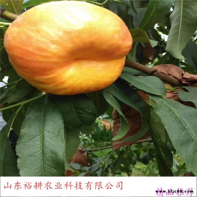 蟠桃苗批發冬桃樹苗油桃苗木桃樹苗基地yugeng/裕耕