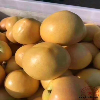 盛果源批發(fā)沂蒙霜紅桃樹苗 5公分粗秋彤桃樹苗 冬桃樹苗產(chǎn)地直銷