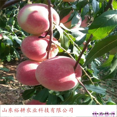 早熟桃樹苗-紫葉冬桃 映霜紅桃樹苗-yugeng/裕耕-個大甜度高豐產-桃樹苗新品種