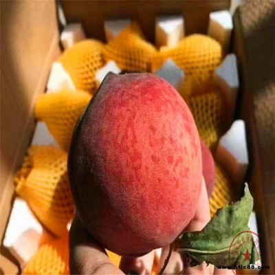 盛果源桃樹苗包郵 中熟桃苗 冬桃樹苗 夏甜桃苗批發(fā)