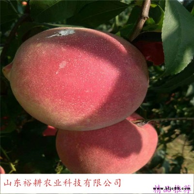 毛盤中蟠11中蟠13中蟠17桃樹苗冬桃樹苗油桃苗批發桃樹苗 yugeng/裕耕