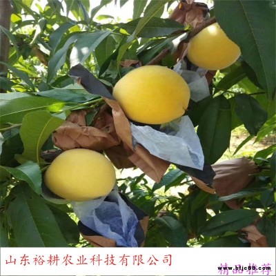 早熟桃樹苗-珍品王桃樹苗 紫葉冬桃 映霜紅桃樹苗-yugeng/裕耕-可南北方種植-桃樹苗供應