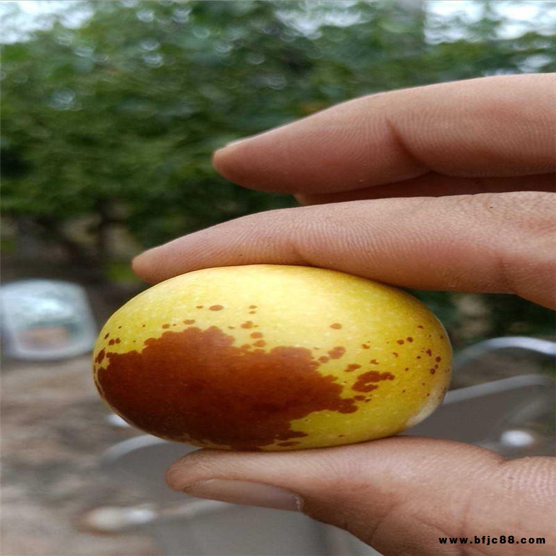 批發(fā)冬棗樹(shù)苗 大千冬棗苗種植基地 沾化冬棗苗規(guī)格齊全 成活率高