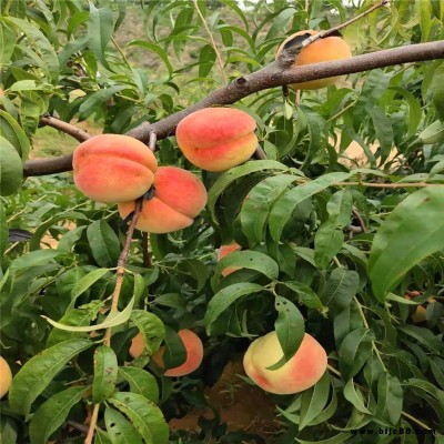 山東冬桃樹苗供應(yīng)盛果源農(nóng)業(yè)桃樹苗基地夏甜桃苗批發(fā)快捷方便