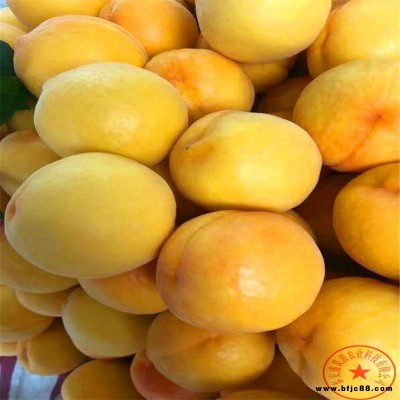 冬桃桃樹苗南北適應(yīng)種植 盛果源非洲黑妹桃樹苗批發(fā) 錦繡黃桃樹苗大地盆栽 嫁接桃樹苗售后服務(wù)