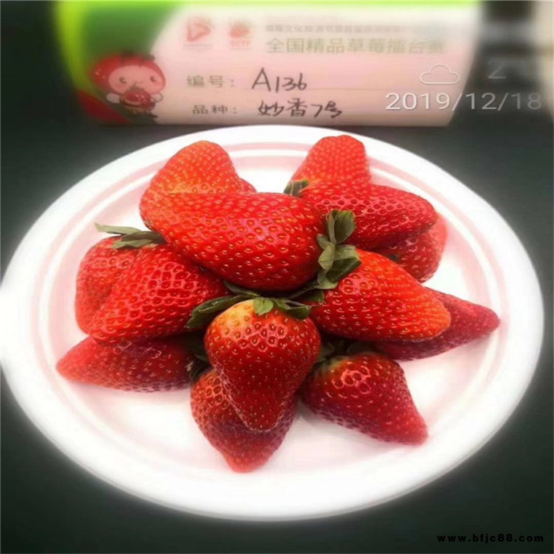 批發(fā)冬香草莓苗基地 寧玉草莓苗價(jià)格 圣安德瑞斯草莓苗購(gòu)買電話