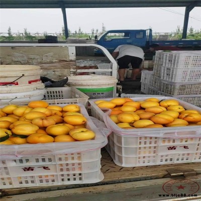 5公分桃苗批發(fā) 魯紅618桃樹苗基地 冬桃苗苗真價實