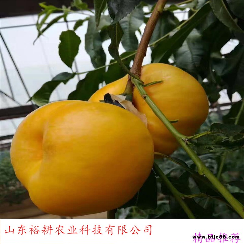 中油蟠桃桃樹(shù)苗冬桃樹(shù)苗yugeng/裕耕農(nóng)業(yè)帶土發(fā)貨桃樹(shù)苗出售