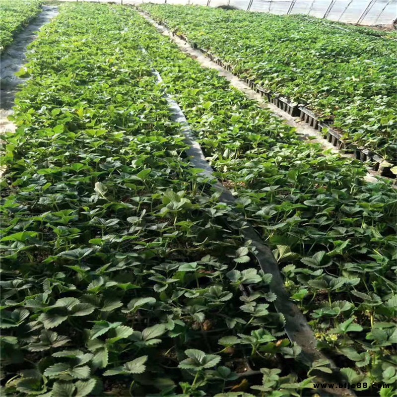 批發(fā)冬香草莓苗基地 白雪公主草莓苗價(jià)格 四季草莓草莓苗高產(chǎn)量