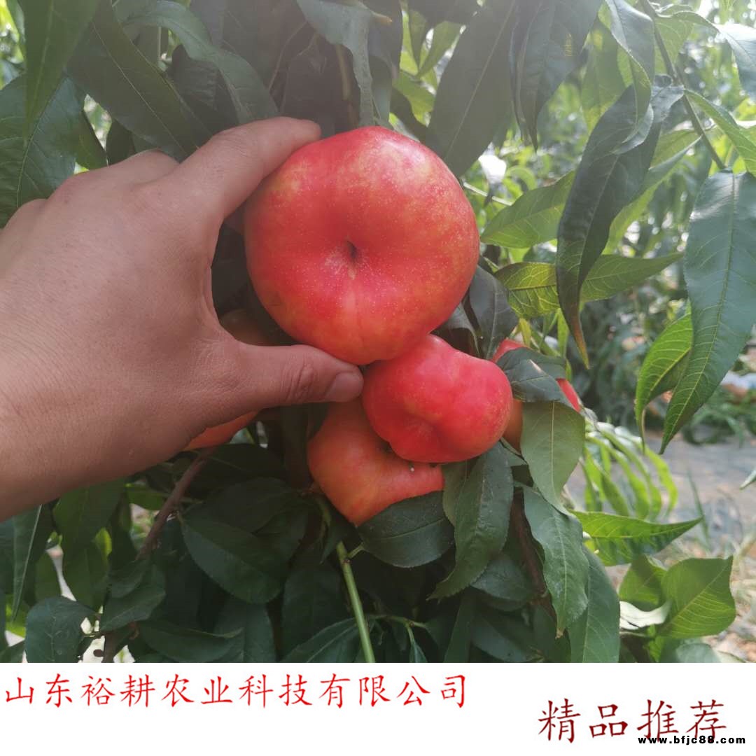 金霞油蟠桃樹(shù)苗冬桃樹(shù)苗yugeng/裕耕農(nóng)業(yè)泰安發(fā)貨桃樹(shù)苗品種及價(jià)格