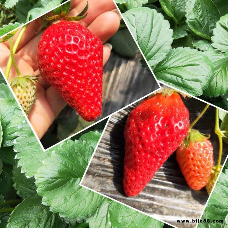 冬香草莓苗已脫毒 法蘭地草莓當年結果 豐香草莓苗現挖現賣