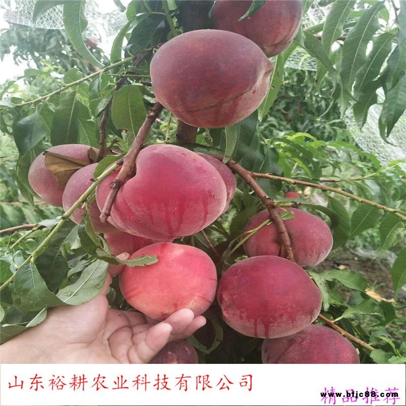 山東泰安桃樹(shù)苗 春雪桃樹(shù)苗 新品種 桃樹(shù)苗 冬桃樹(shù)苗基地批發(fā) ----裕耕農(nóng)業(yè)