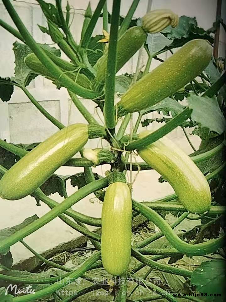 新疆七彩冬瑞西葫蘆種子苗子 瓜條順直 整齊 產(chǎn)量高