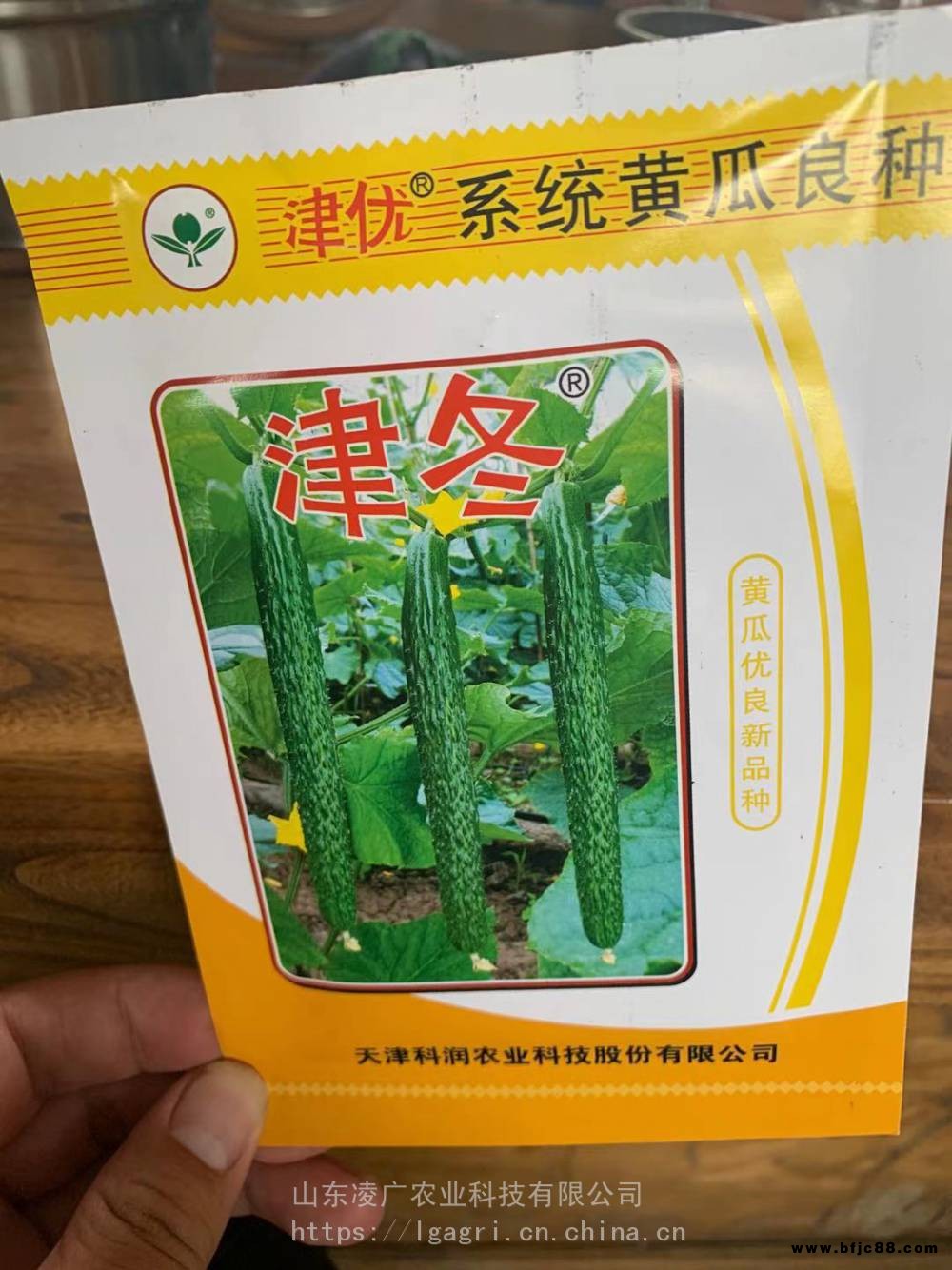 科潤(rùn)津優(yōu) 津冬明珠黃瓜種子苗子 瓜條順直 抗病能力強(qiáng)