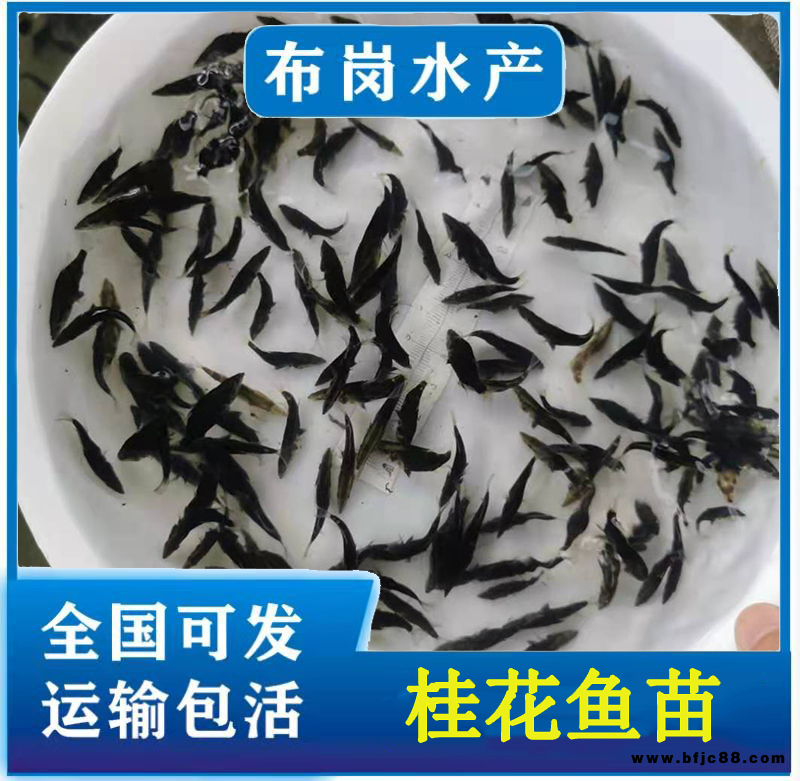 那有桂魚苗 冬片桂花魚苗 布崗水產(chǎn)魚苗供應(yīng)商家