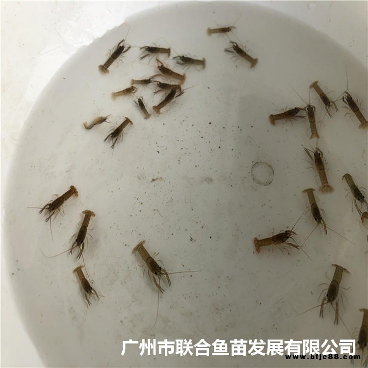 草蝦苗 青河淡水基圍明蝦苗 南美白對蝦苗麻蝦苗養殖基地