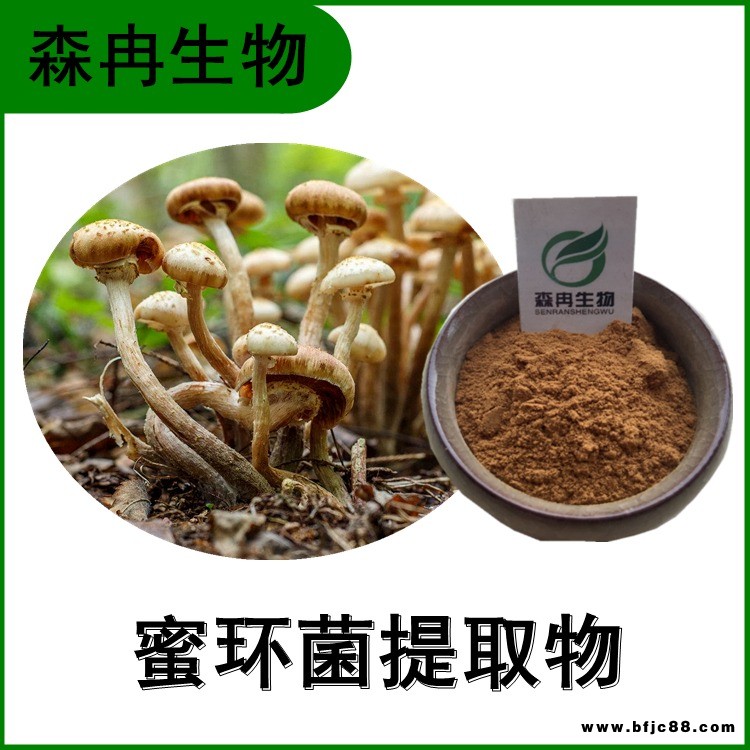 蜜環(huán)菌提取物 榛蘑提取物 蜜環(huán)菌多糖 多種規(guī)格 森冉生物