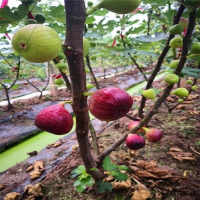 山東華辰園藝場無花果樹苗種植基地?布蘭瑞克無花果樹苗木?1公分布蘭瑞克無花果樹苗