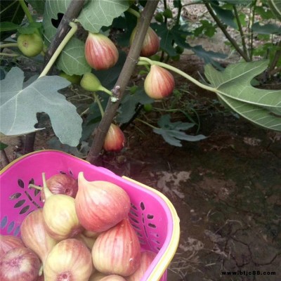 1公分布蘭瑞克無花果樹苗價格、2公分布蘭瑞克無花果樹苗價格、華辰園藝場無花果樹苗產地