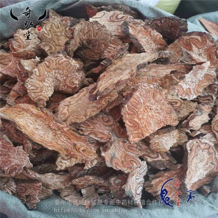 桫欏 龍骨風 龍骨風藥用價值 支持定制 紅晟