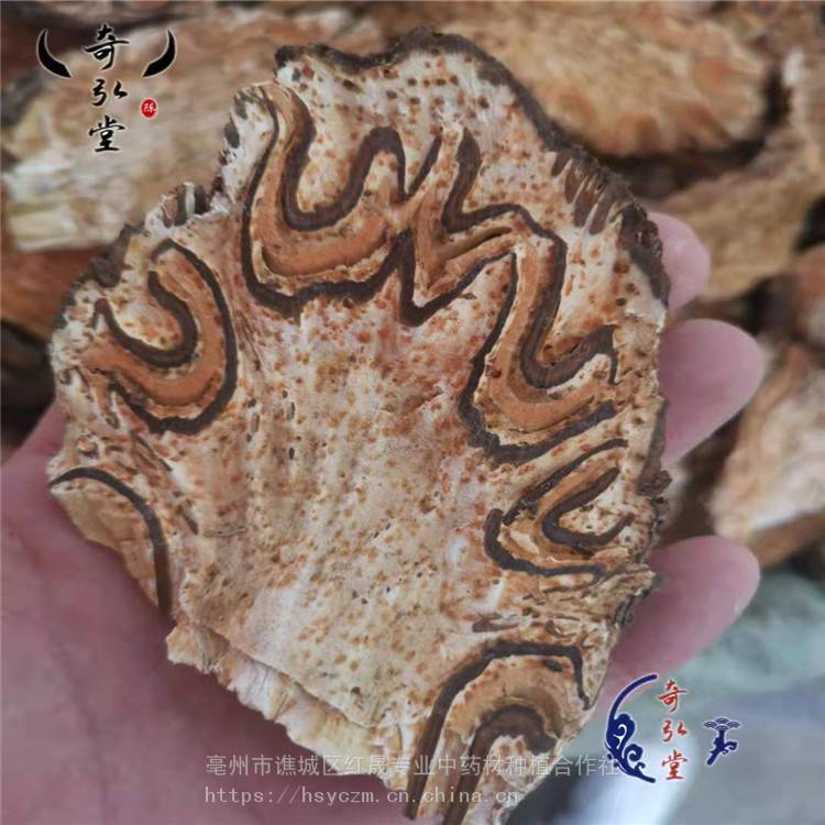 刺桫欏 龍骨風(fēng) 龍骨風(fēng)產(chǎn)地 支持定制 紅晟