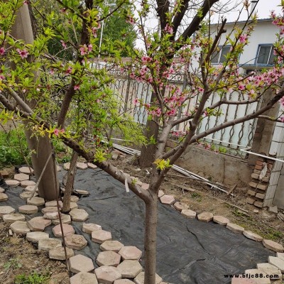 園藝地布 荔枝農業種植果園防草地布規格 宇潤pp防草地布價格