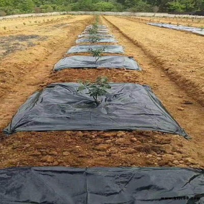 防草布 農業種植果園防草地布規格 宇潤單張切片pp防草地布