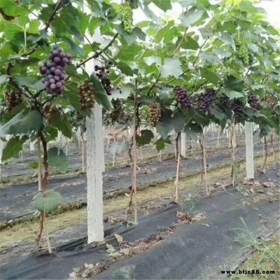 江蘇園林蓋草布價格 農業種植果園防草地布規格 宇潤pp防草地布價格