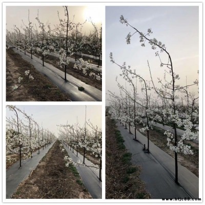防草布 貴州桃園農業種植果園防草地布規格 宇潤pp防草地布價格