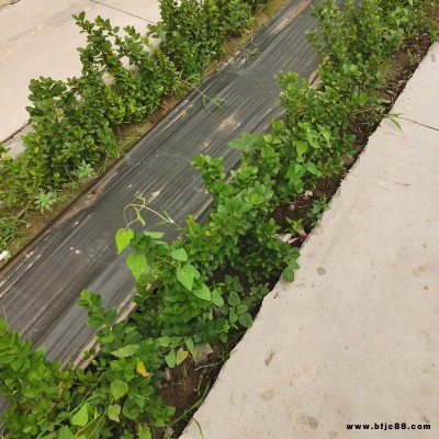 防草布 農業種植果園防草地布規格 宇潤pp防草地布價格大棚滿鋪園藝除草布