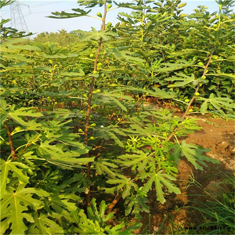 布蘭瑞克無(wú)花果苗價(jià)格_盛果源_布蘭瑞克無(wú)花果苗_保證成活