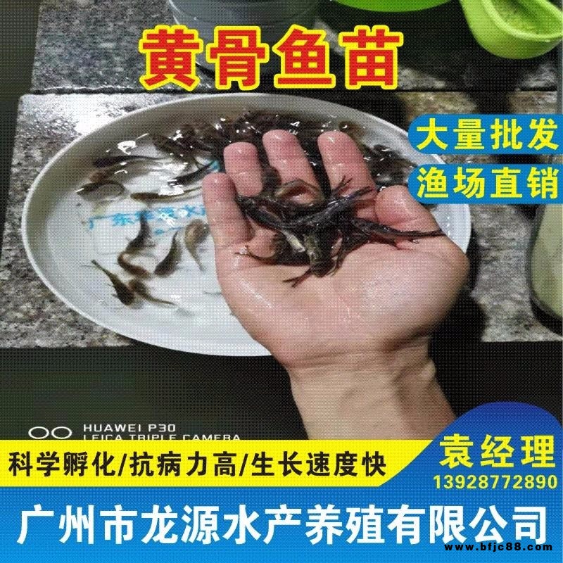 梅州雜交瓦氏黃骨魚苗批發(fā) 求購(gòu)?fù)呤宵S骨魚苗到龍?jiān)此a(chǎn) 黃顙魚苗報(bào)價(jià)中