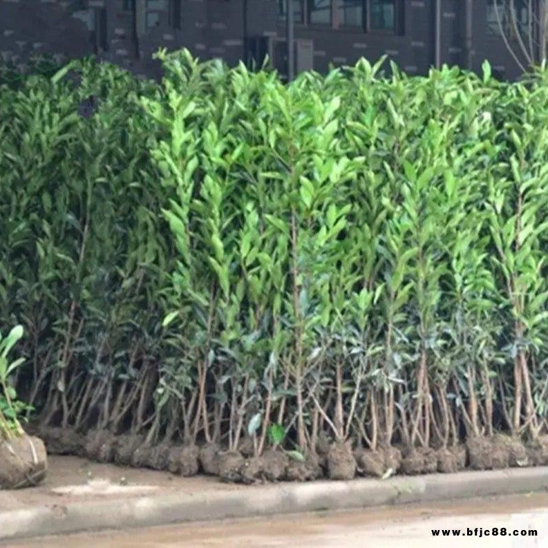 庭院圍欄植物法國冬青苗 青珊瑚樹苗 法青 珊瑚苗籬笆柱 綠籬柱等綠化工程樹苗