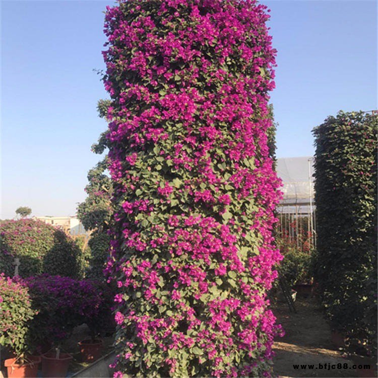 三角梅柱價格三角梅柱批發 紅花三角梅葉子花 綠博園藝場