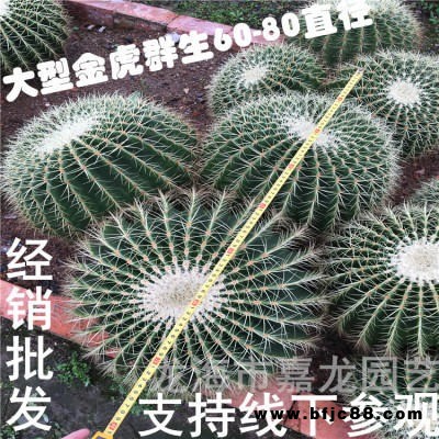 大型多頭金虎仙人球盆栽 沙漠植物 金琥群生 多漿辦公室景觀工程  勇鳳柱仙人掌 鳳鳴柱 桃源柱 滿地爬