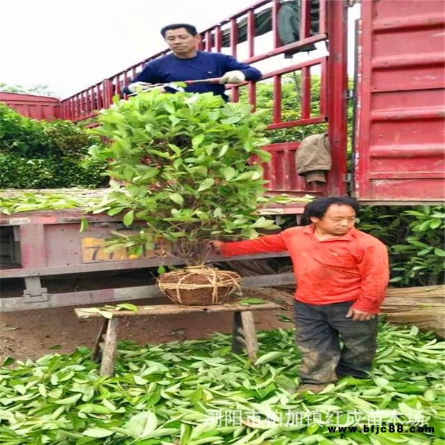 湖南冬青柱價格 柱形冬青 80公分-1.5米高冬青柱 現貨批發 量大從優 品質優異